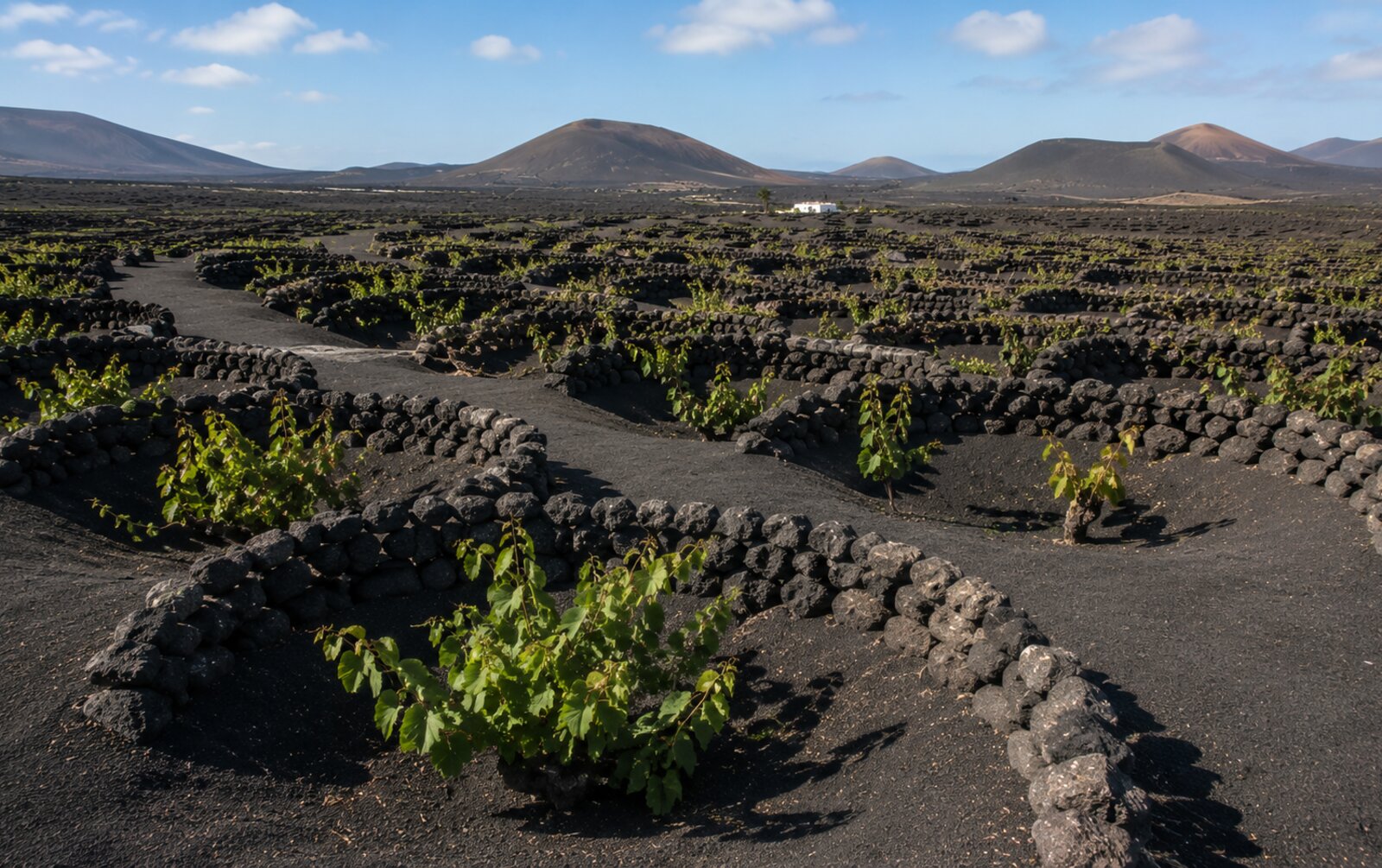 Viñedos volcánicos de La Geria, Lanzarote
